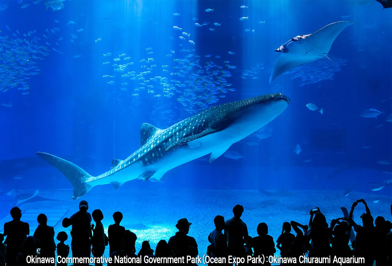 people in front of a large fish tank in churaumi aquarium